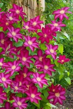 Bourbon Clematis - 1 Gallon Pot -Garden Plant Shop clematis bourbon 5