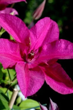 Cardinal Wyszynski Clematis - 1 Gallon Pot -Garden Plant Shop clematis cardinal wyszynski 10