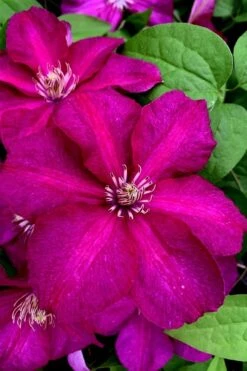 Cardinal Wyszynski Clematis - 1 Gallon Pot -Garden Plant Shop clematis cardinal wyszynski 11