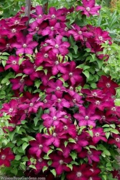 Cardinal Wyszynski Clematis - 1 Gallon Pot -Garden Plant Shop clematis cardinal wyszynski 7