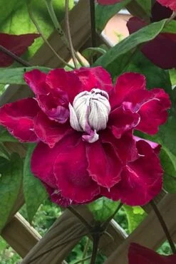 Charmaine Clematis - 1 Gallon Pot -Garden Plant Shop clematis charmaine 1