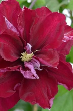 Charmaine Clematis - 1 Gallon Pot -Garden Plant Shop clematis charmaine 2