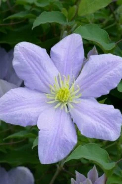 Chelsea Clematis - 1 Gallon Pot -Garden Plant Shop clematis chelsea 1