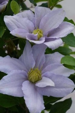 Chelsea Clematis - 1 Gallon Pot -Garden Plant Shop clematis chelsea 3