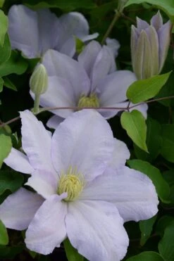 Chelsea Clematis - 1 Gallon Pot -Garden Plant Shop clematis chelsea 4