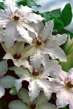 Clair De Lune Clematis - 1 Gallon Pot -Garden Plant Shop clematis clair de june 2