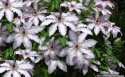 Clair De Lune Clematis - 1 Gallon Pot -Garden Plant Shop clematis clair de june 4