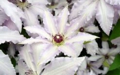Clair De Lune Clematis - 1 Gallon Pot -Garden Plant Shop clematis clair de june 6