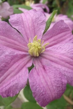 Comtesse De Bouchaud Clematis - 1 Gallon Pot -Garden Plant Shop clematis comtesse de bouchaud 1
