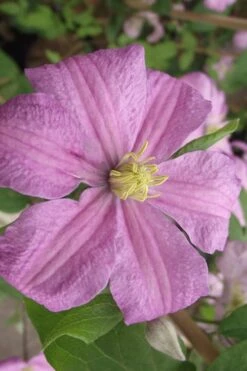 Comtesse De Bouchaud Clematis - 1 Gallon Pot -Garden Plant Shop clematis comtesse de bouchaud 2