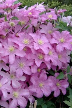 Comtesse De Bouchaud Clematis - 1 Gallon Pot -Garden Plant Shop clematis comtesse de bouchaud 3