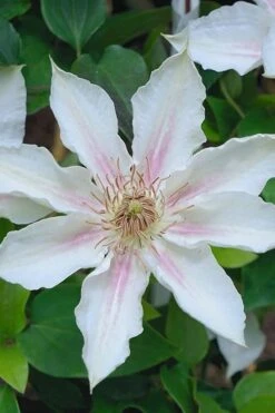 Corinne Clematis - 1 Gallon Pot -Garden Plant Shop clematis corinne 14