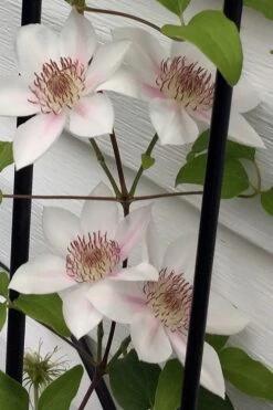 Corinne Clematis - 1 Gallon Pot -Garden Plant Shop clematis corinne 17