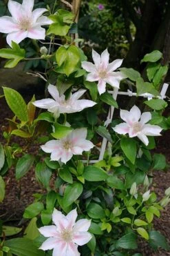 Corinne Clematis - 1 Gallon Pot -Garden Plant Shop clematis corinne 18