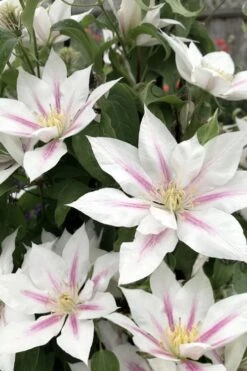 Corinne Clematis - 1 Gallon Pot -Garden Plant Shop clematis corinne 2