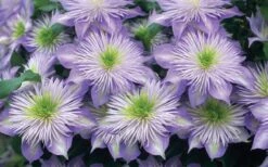 Crystal Fountain Clematis - 1 Gallon Pot -Garden Plant Shop clematis crystal fountain 2