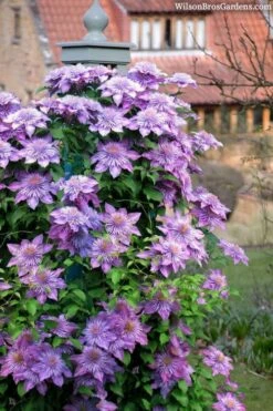 Crystal Fountain Clematis - 1 Gallon Pot -Garden Plant Shop clematis crystal fountain 3