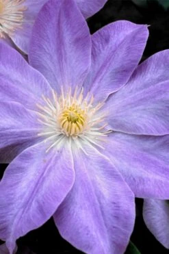Diana's Delight Clematis - 1 Gallon Pot -Garden Plant Shop clematis dianas delight 1