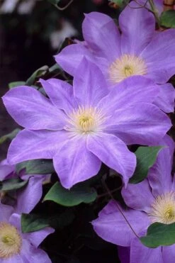 Diana's Delight Clematis - 1 Gallon Pot -Garden Plant Shop clematis dianas delight 2