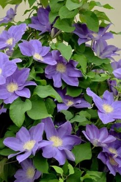 Diana's Delight Clematis - 1 Gallon Pot -Garden Plant Shop clematis dianas delight 3