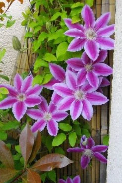 Dr. Ruppel Clematis - 1 Gallon Pot -Garden Plant Shop clematis dr ruppel 11