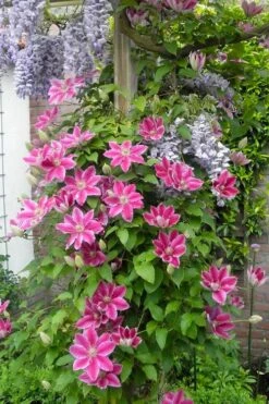 Dr. Ruppel Clematis - 1 Gallon Pot -Garden Plant Shop clematis dr ruppel 12