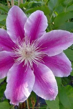 Dr. Ruppel Clematis - 1 Gallon Pot -Garden Plant Shop clematis dr ruppel 2