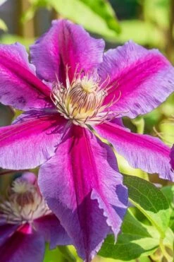Dr. Ruppel Clematis - 1 Gallon Pot -Garden Plant Shop clematis dr ruppel 3