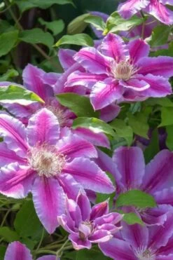 Dr. Ruppel Clematis - 1 Gallon Pot -Garden Plant Shop clematis dr ruppel 4