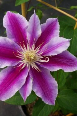 Dr. Ruppel Clematis - 1 Gallon Pot -Garden Plant Shop clematis dr ruppel 7