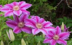 Dr. Ruppel Clematis - 1 Gallon Pot -Garden Plant Shop clematis dr ruppel 8