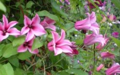 Duchess Of Albany Clematis - 1 Gallon Pot -Garden Plant Shop clematis duchess of albany 5