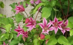 Duchess Of Albany Clematis - 1 Gallon Pot -Garden Plant Shop clematis duchess of albany 6
