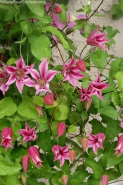 Duchess Of Albany Clematis - 1 Gallon Pot -Garden Plant Shop clematis duchess of albany 7