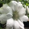 Duchess Of Edinburgh Clematis - 1 Gallon Pot