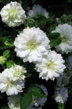 Duchess Of Edinburgh Clematis - 1 Gallon Pot -Garden Plant Shop clematis duchess of edinburgh 7