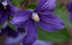 Durandii Clematis - 1 Gallon Pot -Garden Plant Shop clematis durandii 12
