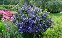 Durandii Clematis - 1 Gallon Pot -Garden Plant Shop clematis durandii 3
