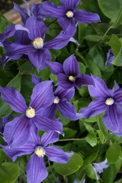 Durandii Clematis - 1 Gallon Pot -Garden Plant Shop clematis durandii 5