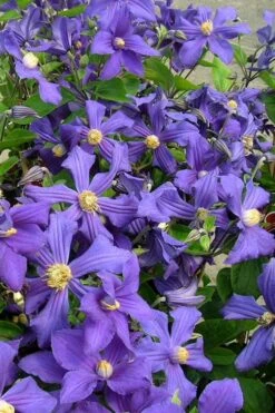 Durandii Clematis - 1 Gallon Pot -Garden Plant Shop clematis durandii 7