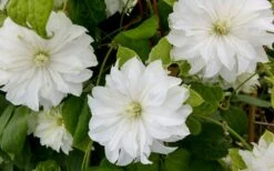 Duchess Of Edinburgh Clematis - 2 Gallon Pot -Garden Plant Shop clematis duschess of edinburgh 3 1