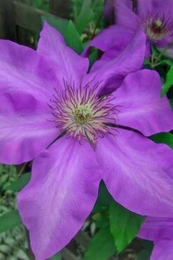Elsa Spath Clematis - 1 Gallon Pot -Garden Plant Shop clematis elsa spath 7