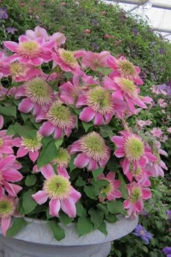 Empress Clematis - 1 Gallon Pot -Garden Plant Shop clematis empress 4