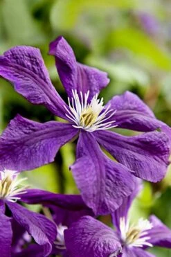 Etoile Violette Clematis - 1 Gallon Pot -Garden Plant Shop clematis etoile violette 10