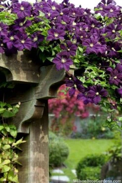 Etoile Violette Clematis - 1 Gallon Pot -Garden Plant Shop clematis etoile violette 11