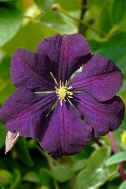 Etoile Violette Clematis - 1 Gallon Pot -Garden Plant Shop clematis etoile violette 13