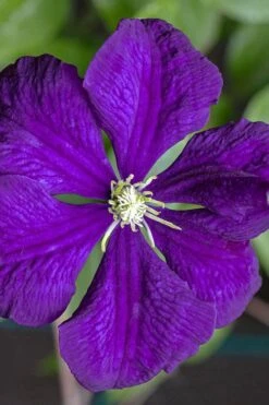 Etoile Violette Clematis - 1 Gallon Pot -Garden Plant Shop clematis etolie violette 1