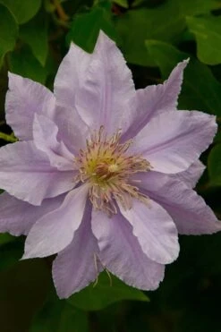 Filigree Clematis - 1 Gallon Pot -Garden Plant Shop clematis filigree 4