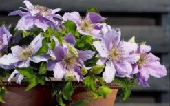 Filigree Clematis - 1 Gallon Pot -Garden Plant Shop clematis filigree 7