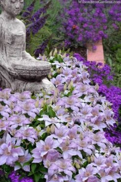 Filigree Clematis - 1 Gallon Pot -Garden Plant Shop clematis filigree 9